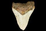 Bargain, Fossil Megalodon Tooth - North Carolina #124630-1